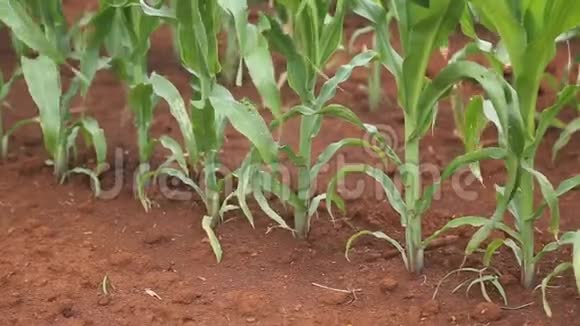 玉米地种植玉米鸟瞰图视频的预览图