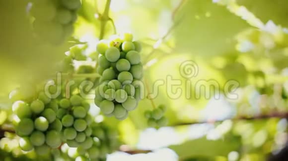 一束绿色葡萄在藤蔓上视频的预览图