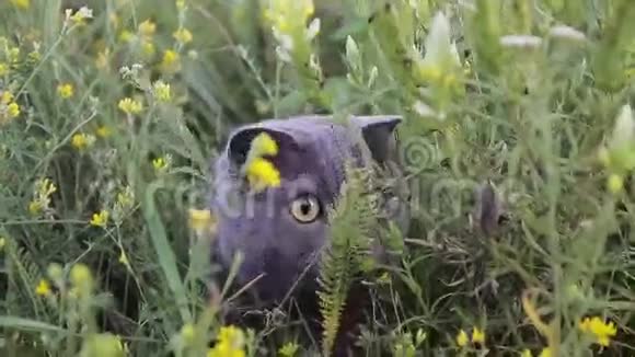 英国猫在绿草中视频的预览图
