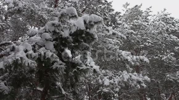 下雪的森林覆盖着树木和松树的枝条视频的预览图