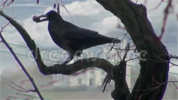 黑乌鸦坐在树上有坚果视频的预览图