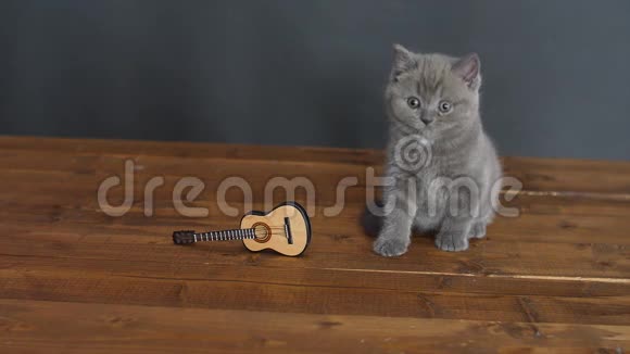 一只英国小猫和一把吉他视频的预览图