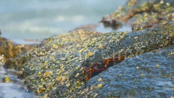 海滩岩石上的螃蟹视频的预览图