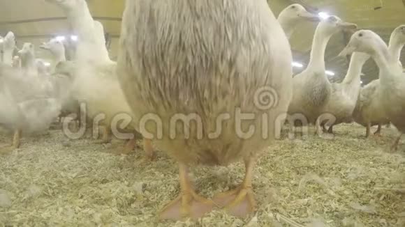 饲养家禽的白鸭出售视频的预览图