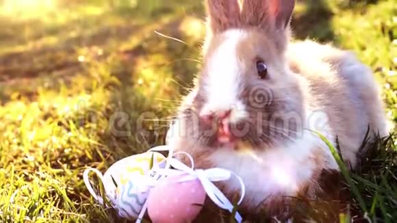 复活节白兔和复活节彩蛋坐在草地上视频的预览图