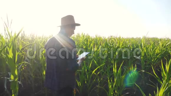 生活方式智能养殖慢动作视频概念农学家在玉米地里拿着平板电脑视频的预览图