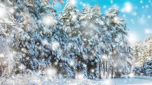 森林里白雪覆盖的树木视频的预览图