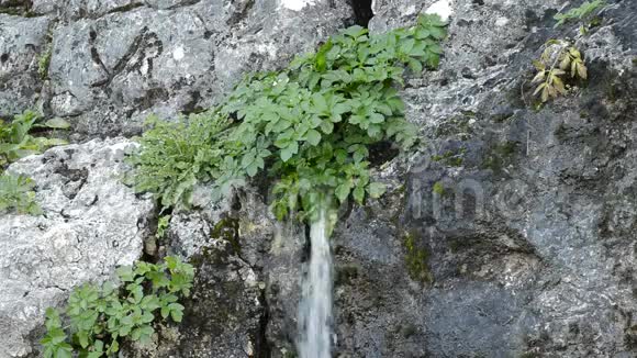 从山上流出的天然水视频的预览图