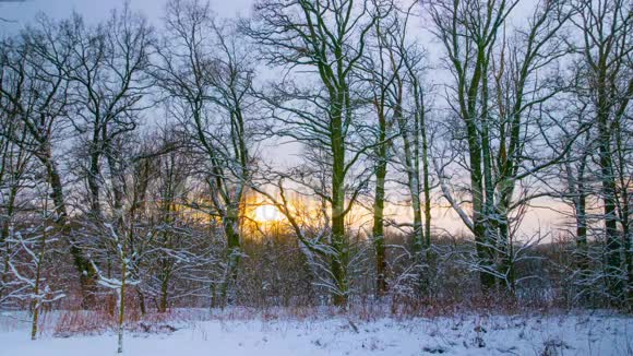 冬天森林里的日落视频的预览图