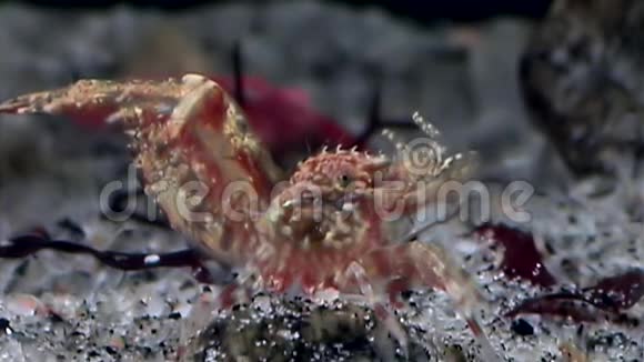 红虾掩映在白海海底的玻璃海底寻找食物视频的预览图