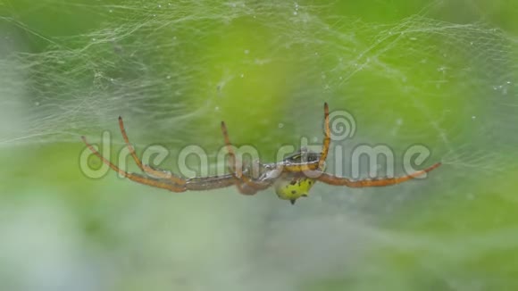 热带雨林蜘蛛网上的蜘蛛视频的预览图