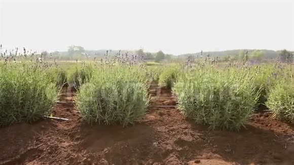 栽培植物全景图总平面图园林中心浇水植物生长苗木视频的预览图