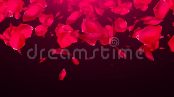 黑色背景下落下的玫瑰花瓣视频的预览图