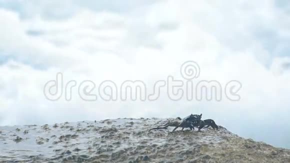 沙滩上的螃蟹视频的预览图