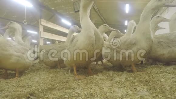 家禽养殖场出售的成年鸭视频的预览图