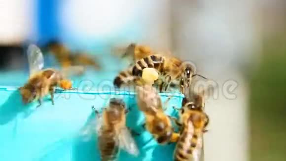 蜂花粉收集花粉视频的预览图