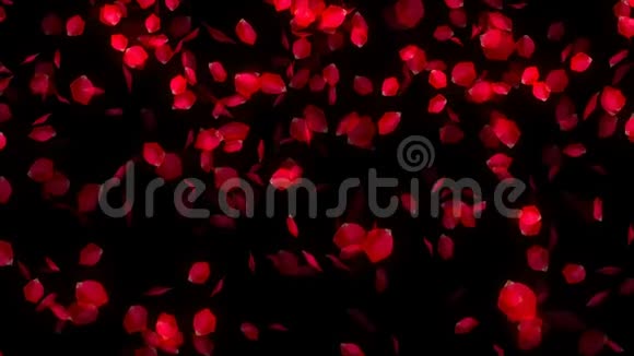 黑色背景下落下的玫瑰花瓣视频的预览图