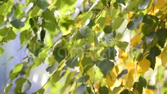 初秋的桦树叶子随风摇曳视频的预览图
