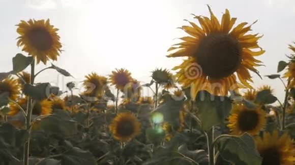 背景夕阳下盛开的向日葵视频的预览图