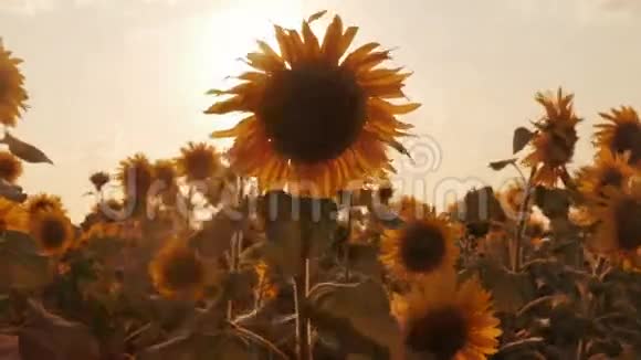 背景夕阳下盛开的向日葵视频的预览图