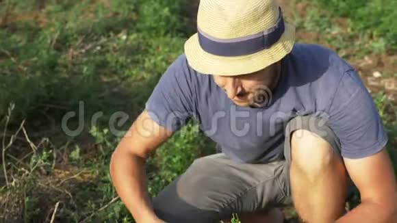 戴帽子的农夫用刀子在有机生态农场上收割新鲜的欧芹视频的预览图
