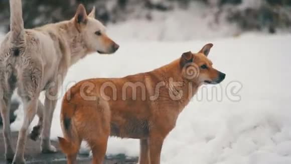 冬天在雪街上的无家可归的狗慢动作视频的预览图