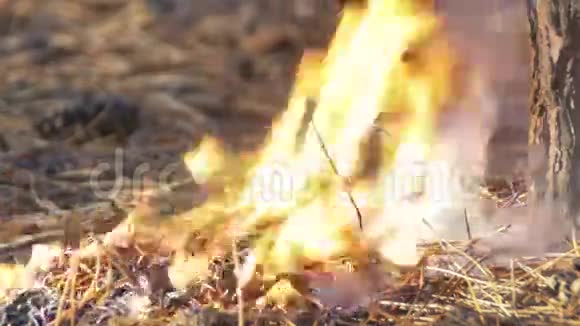 在松林里开火视频的预览图