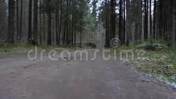 走在森林路上视频的预览图