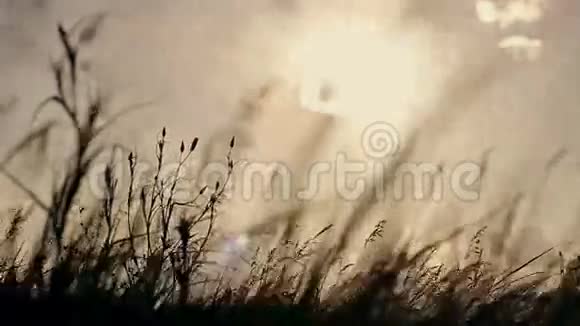日落时分女人的手在麦田里奔跑视频的预览图