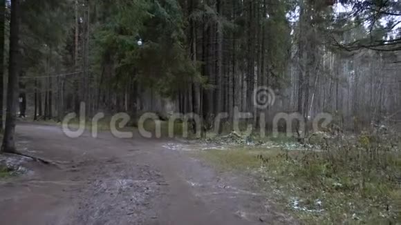 森林景观视频视频的预览图