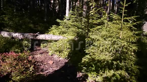 阳光夏日森林细节与特写视频的预览图