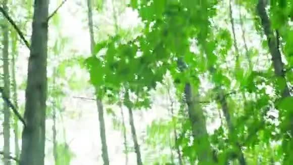 迷失在森林中的游客POV视频的预览图