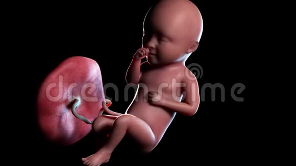 人类胎儿第34周视频的预览图
