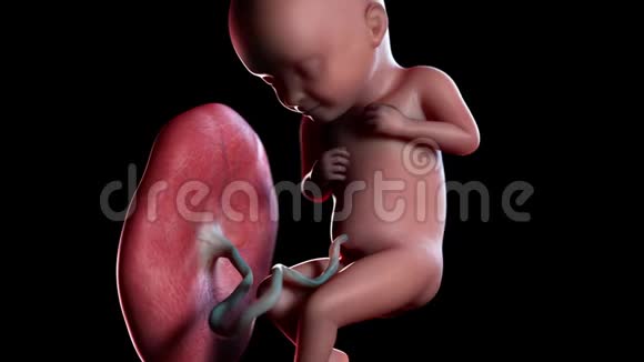人类胎儿第32周视频的预览图