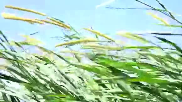 农场植物中的纳皮尔草视频的预览图