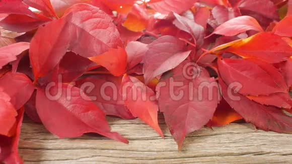 美丽的红色秋叶视频的预览图