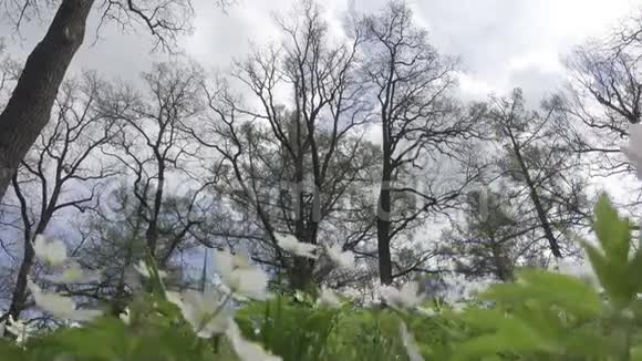 初春的白色雪花视频的预览图