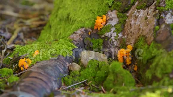 森林里有毒的蘑菇视频的预览图