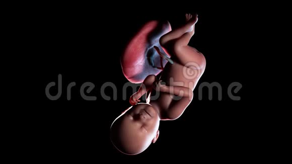 人类胎儿第38周视频的预览图