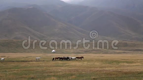 马被放牧在牧场上视频的预览图