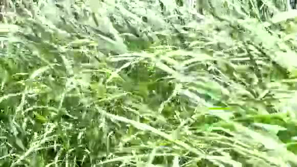 农场植物中的纳皮尔草视频的预览图