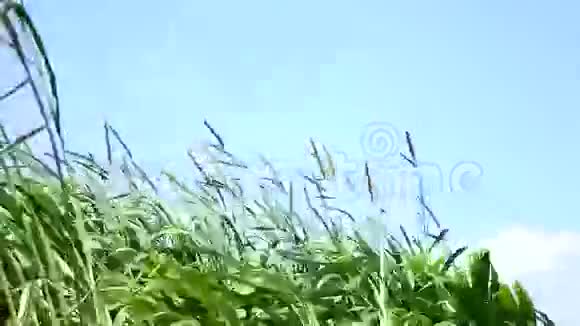 农场植物中的纳皮尔草视频的预览图