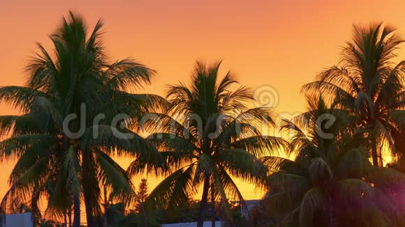 橘色日落天空棕榈树4k迈阿密海滩美国视频的预览图