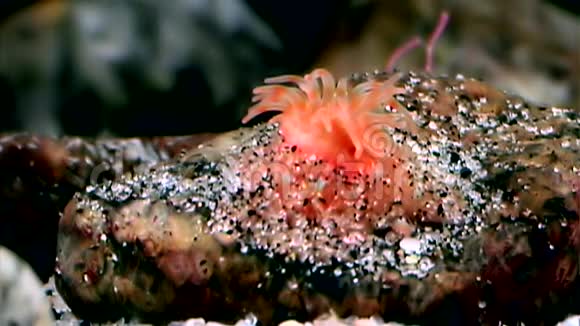 红葵在白海海底接近水下视频的预览图
