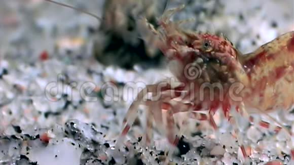 赤虾蒙面寻找食物水下靠近白海俄罗斯视频的预览图
