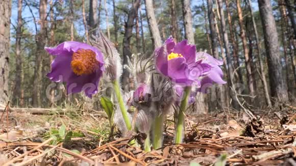 雪花般的紫展开美丽的森林视频的预览图