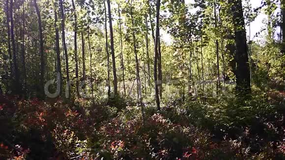 阳光夏日森林细节与特写视频的预览图