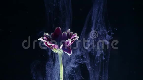 一朵花在水中的墨水五颜六色的墨水美丽地落在浸入水中的花朵上视频的预览图