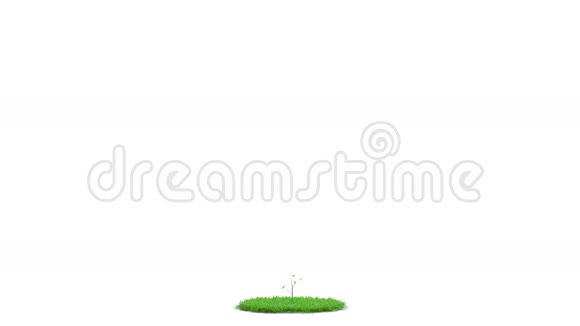树木生长在一片圆绿的草地上隔离视频的预览图