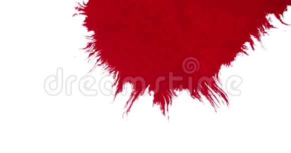 抽象的红色血墨水彩粉溅在白色背景上视频的预览图